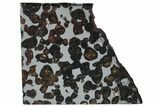 Polished Sericho Pallasite Meteorite ( g) Slice - Kenya #313713-1